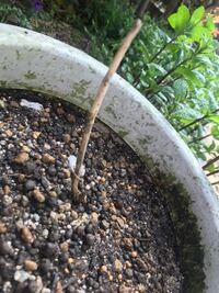 紫陽花(アナベル)についてです。 - 我が家のアナベルは去年の 紫陽花(アナベル)についてです。 - 我が家のアナベルは去年の