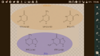 なんかいい覚え方ありません 塩基の構造式 薬学部 生物化学 ア Yahoo 知恵袋