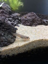 モツゴの飼い方について 飼育環境やエサ 注意点など教えてくださ Yahoo 知恵袋