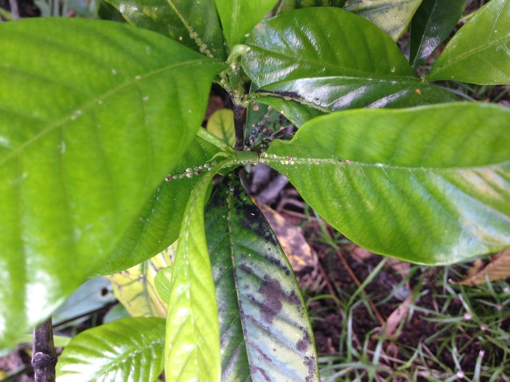 クチナシ ガーデニア の葉っぱに1ミリ以下の小さい虫の卵のような物が Yahoo 知恵袋