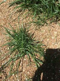 スズメノカタビラ等の雑草だらけになってしまった芝生の庭に新しく芝 Yahoo 知恵袋