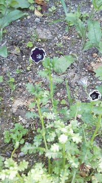 園芸の花です 径1cmほどの黒い花です 名前を教えてください Yahoo 知恵袋