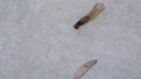 これは、白蟻ですか？ベランダにいました。どなたか教えて下さい。 