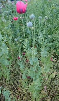 この花は合法なケシでしょうか 先ほど質問した者です Yahoo 知恵袋