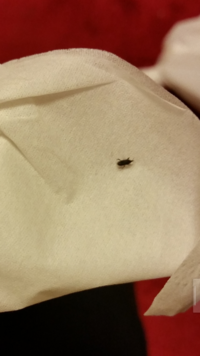 最近引っ越しをしたんですが部屋に何匹も小さい黒い虫がいます 2 3ミリく Yahoo 知恵袋