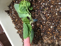 車で走行中 ふいに ピー と３秒くらいの警告音 が鳴ります ほぼ毎 Yahoo 知恵袋