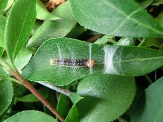 これは何という虫ですか ドウダンツツジの葉に 糸をはいて巣 でも作ろうとしてい Yahoo 知恵袋