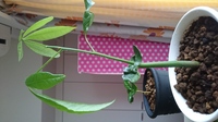 パキラの植え替えをしたのですが 水はけが悪いです もう一度やり直した方 Yahoo 知恵袋