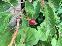 庭にある桜の木に 黒っぽい実がなっています この実は食べることができる Yahoo 知恵袋