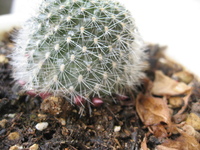 今朝ベランダで育ててるサボテンを見ると下部に赤っぽい芽 写真参照 のような物が Yahoo 知恵袋