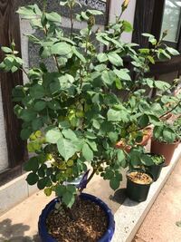 バラの葉っぱが黄色くなってきました 1番元気良くってうちで1番大 Yahoo 知恵袋