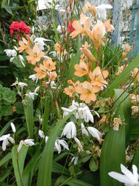 画像の赤 白 オレンジの花の名前を教えてください よろしくお願いしま Yahoo 知恵袋