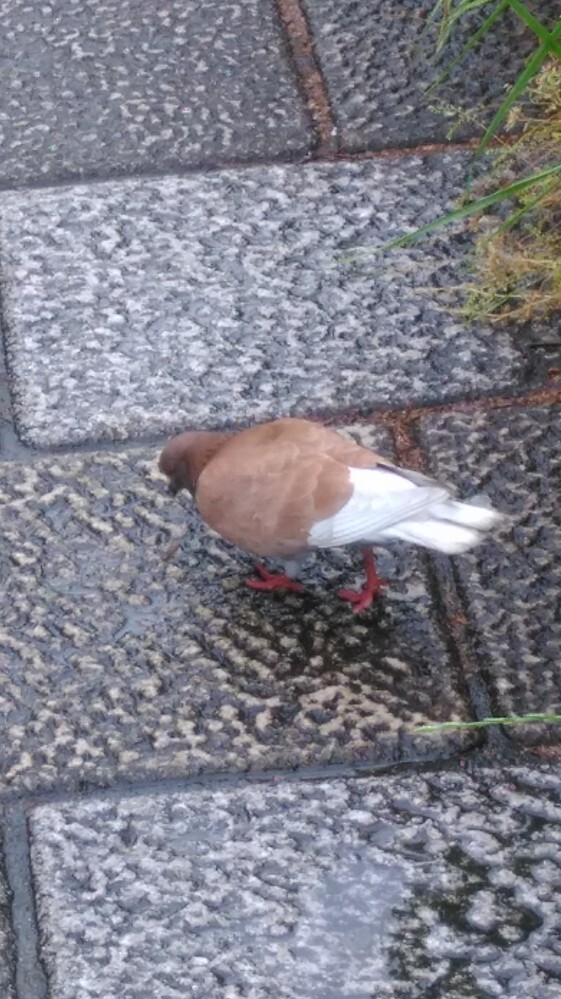 普通の鳩に交じって、羽の茶色い鳩を見かけました。突然変異かなにかです... - Yahoo!知恵袋