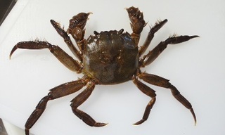 カニの名前教えてください 磯で獲りました 甲羅は10 程度です 爪に Yahoo 知恵袋