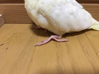 至急 生後一ヶ月半のオカメインコの足について質問です セキセイ Yahoo 知恵袋