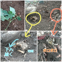 伐根 ばっこん とは伐採され木の根が残っている状態のことなのでしょうか それ Yahoo 知恵袋