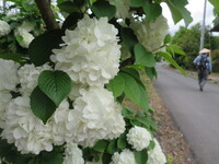 白い紫陽花の名前を教えてください 梅雨時は白い花が咲き 薄緑 Yahoo 知恵袋