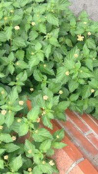 Atthattimeは未来に使っていいの 悪いの どなたか Yahoo 知恵袋