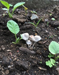 庭にキノコが生えてきました このキノコはなんと言う名前でしょうか Yahoo 知恵袋