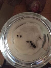 蟻のおしりは甘いって本当ですか 女王蟻は タンパク質の多い餌を与えられて Yahoo 知恵袋