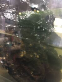 アカハライモリの卵について質問です お迎えしたアカハライモリが Yahoo 知恵袋