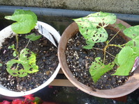 5 5にホームセンターで苗を購入して 植えた西洋朝顔です 葉が Yahoo 知恵袋