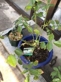 バラの新芽や蕾がしおれだしました 肥料のあげすぎだと思います Yahoo 知恵袋