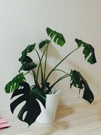 観葉植物モンステラが根腐れを起こしてました 回復の方法を教えて下さい Yahoo 知恵袋