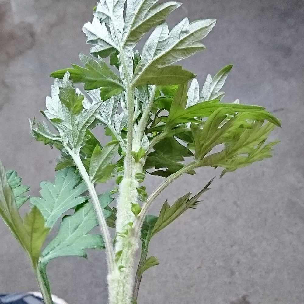 ヨモギ に 似 た 雑草