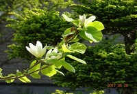 木蓮 モクレン の花芯は種ですか 木蓮を種から育てられるので Yahoo 知恵袋