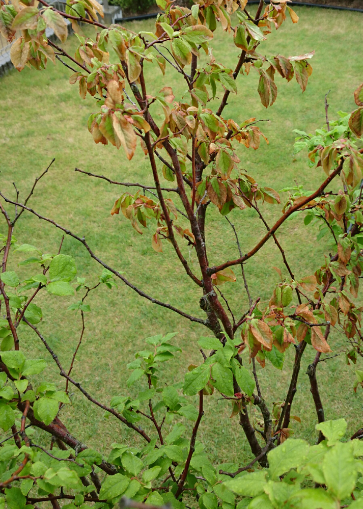 ナツハゼの変色 この枝の葉だけが紅葉したみたいになってます 手 Yahoo 知恵袋