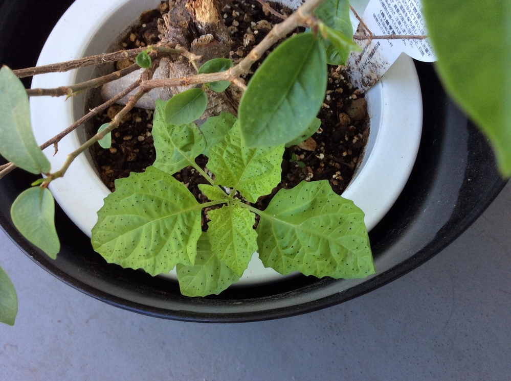 近所に生えてた葉っぱです 植木鉢から、葉っぱが生えました！何の葉っぱか、教えてください。葉の