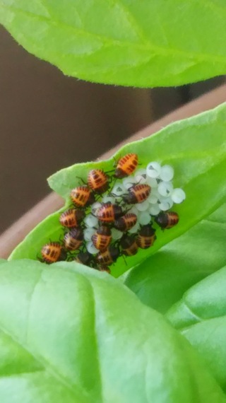 この虫 なんですか ベランダ菜園初心者です 初めて植えた Yahoo 知恵袋