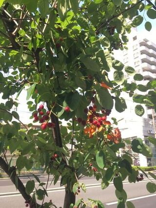 この街路樹の名前を教えてください 丸っこい葉で 赤い実が渋味もなく甘くて Yahoo 知恵袋