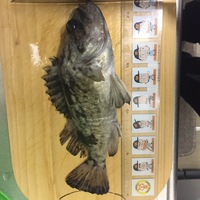 同定お願いします この子はカサゴですか メバルですか カサゴもメバルも似てるの Yahoo 知恵袋