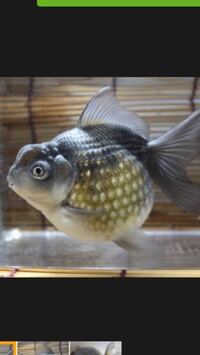 あまり大きくならない金魚を教えてください 睡蓮鉢で金魚を Yahoo 知恵袋