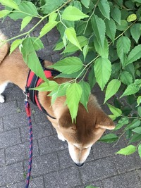 犬が花を食べてしまいました お伺いさせていただきます 飼っ Yahoo 知恵袋