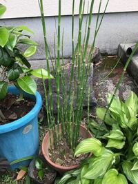 この写真の竹のような植物は何というのでしょうか トクサ 木賊 砥草 です Yahoo 知恵袋