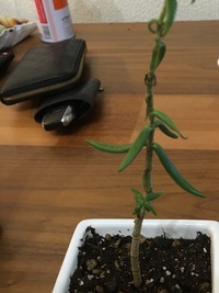 ダイソーなどの100均一で売っている植物の中でレアなもの あっ Yahoo 知恵袋
