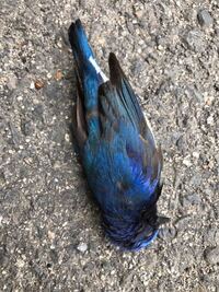 この鳥なんていう鳥ですか 珍しいですか Yahoo 知恵袋