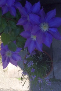 この紫の花 大きいのと小さいの2種類 の種類を教えてもらえませんか Yahoo 知恵袋