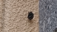 自宅の外壁に蜂 の巣らしき小さな巣を発見しました 10個程の穴が開いた巣で大き Yahoo 知恵袋