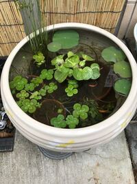 屋外のビオトープでヌマエビを飼ってみえる方に質問です エビの姿は見えます Yahoo 知恵袋