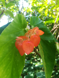 ハート型でオレンジ色の花が咲く植物の名前を教えてください Miyakow Yahoo 知恵袋