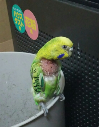 インコを5羽飼ってますが1羽だけ自分の羽をむしってしまいます 原因は Yahoo 知恵袋