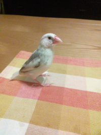 うちの父は飼っている文鳥を放し飼いで 庭で遊ばせたがります Yahoo 知恵袋