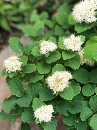 うちにかなり昔からある高山植物との事なのですが 名前がわかりません Yahoo 知恵袋