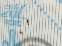 薬品嫌いの主婦です ハイターや パイプユニッシュのような強めのお薬を使うのがど Yahoo 知恵袋