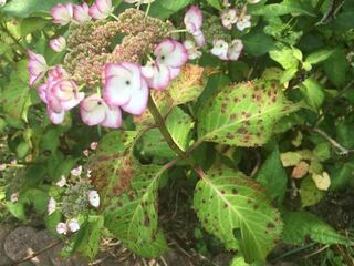 紫陽花の葉っぱについてです 写真のように紫陽花の葉っぱに斑点ができていま Yahoo 知恵袋