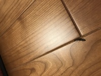 虫が家の中で出現 どうか助けてください 今年５月に引越しした新築の一戸建てですが 教えて 住まいの先生 Yahoo 不動産